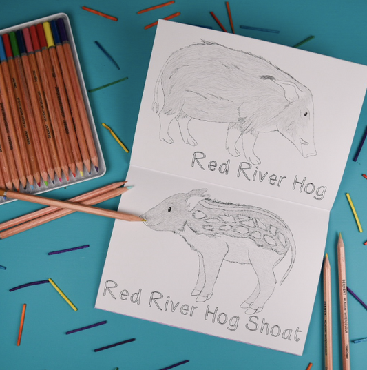 Amazing Baby Animals Colouring Book