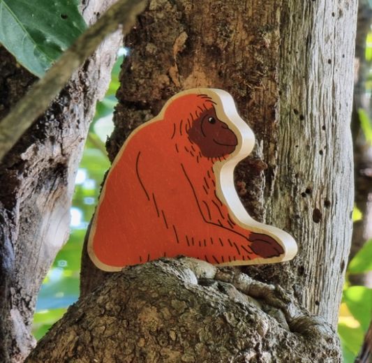 Orange Orangutan