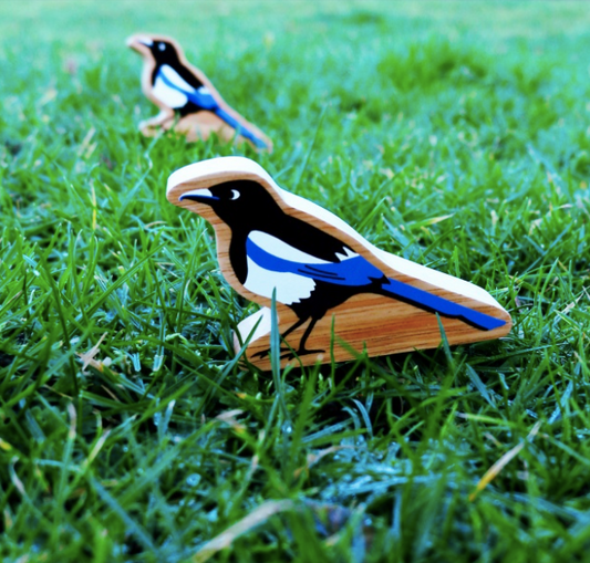 Black and White Magpie