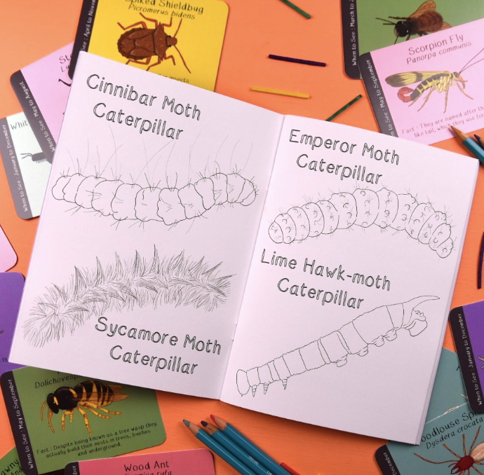 Amazing British Bugs Colouring Book