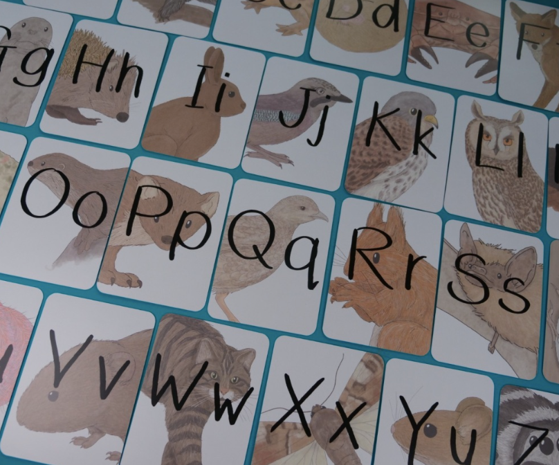 Alphabet of Amazing British Wildlife Flash Cards